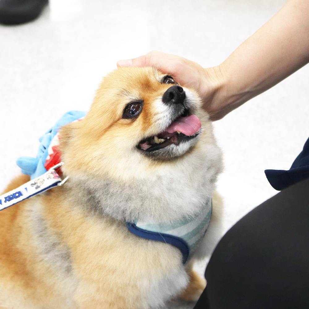 卒業犬のローラちゃんとごろうまるくん☆